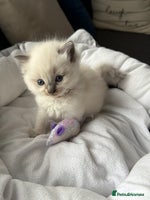 Ragdoll cats - Advert 6