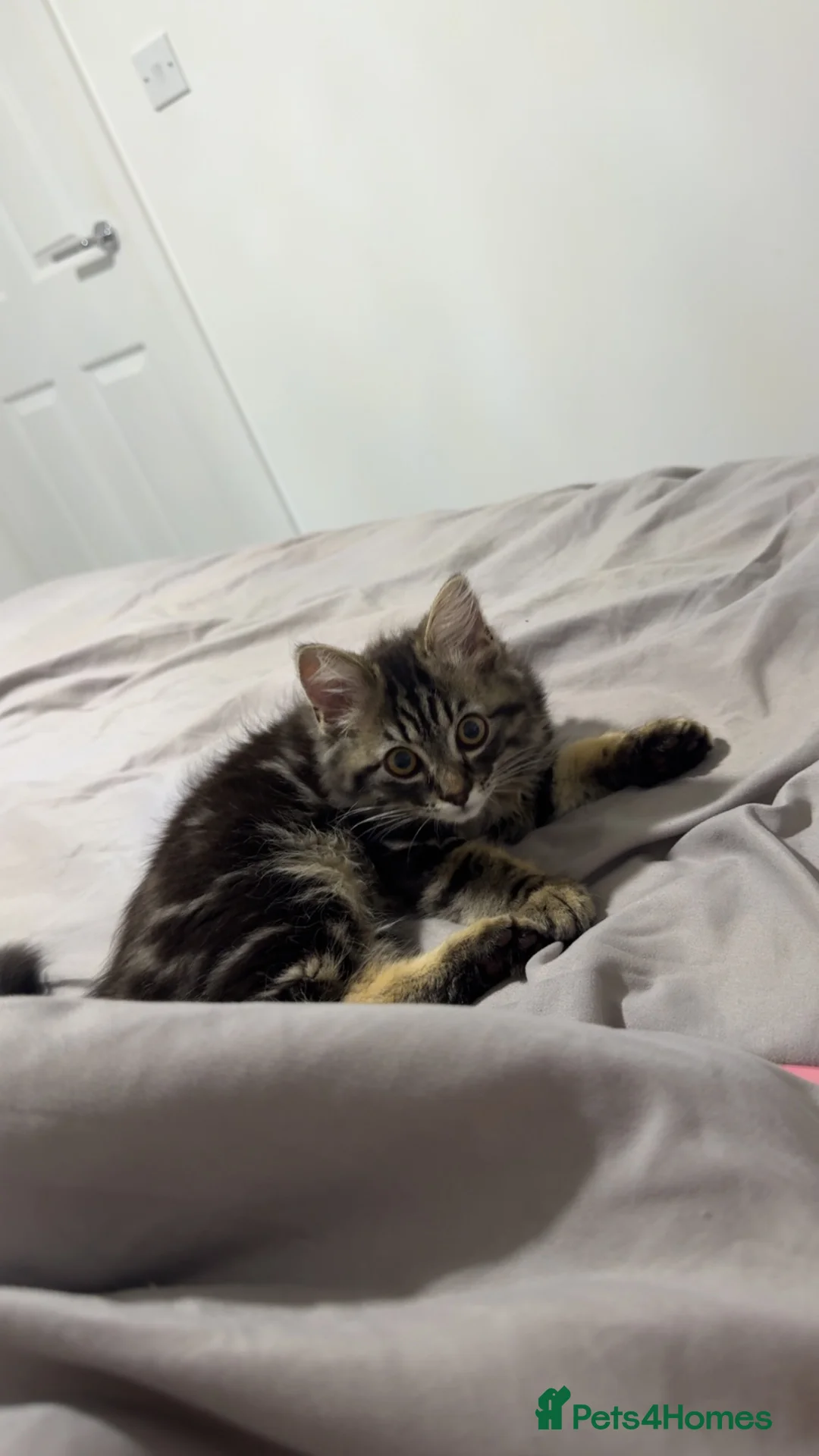 Mixed Breed cats for sale: Ragdoll x Persian - Advert 3