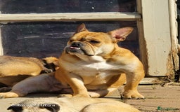 Mixed Breed dogs for sale: Freelance Bulldog for Sale - Image 3