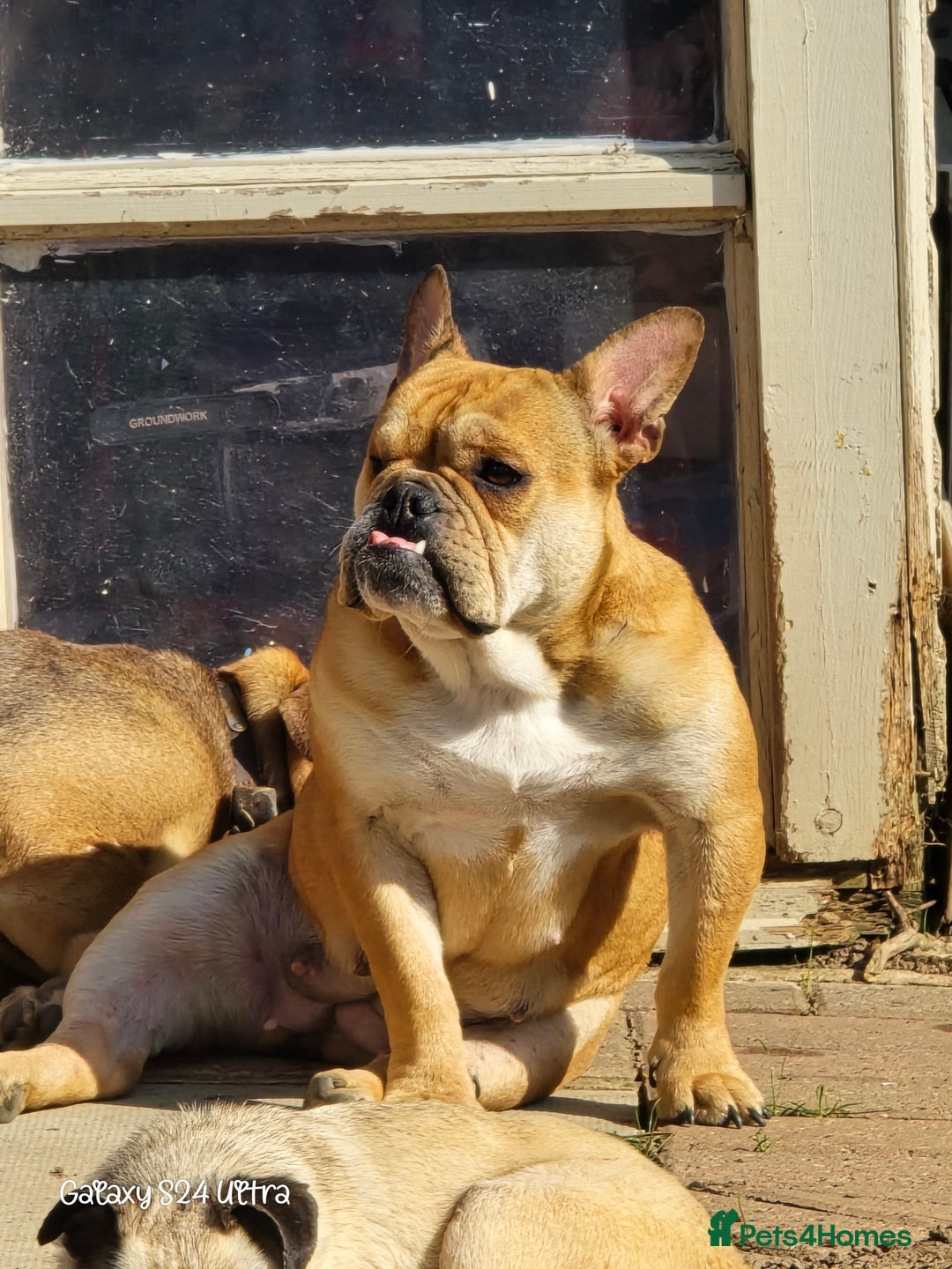 Mixed Breed dogs for sale: Freelance Bulldog for Sale - Image 3