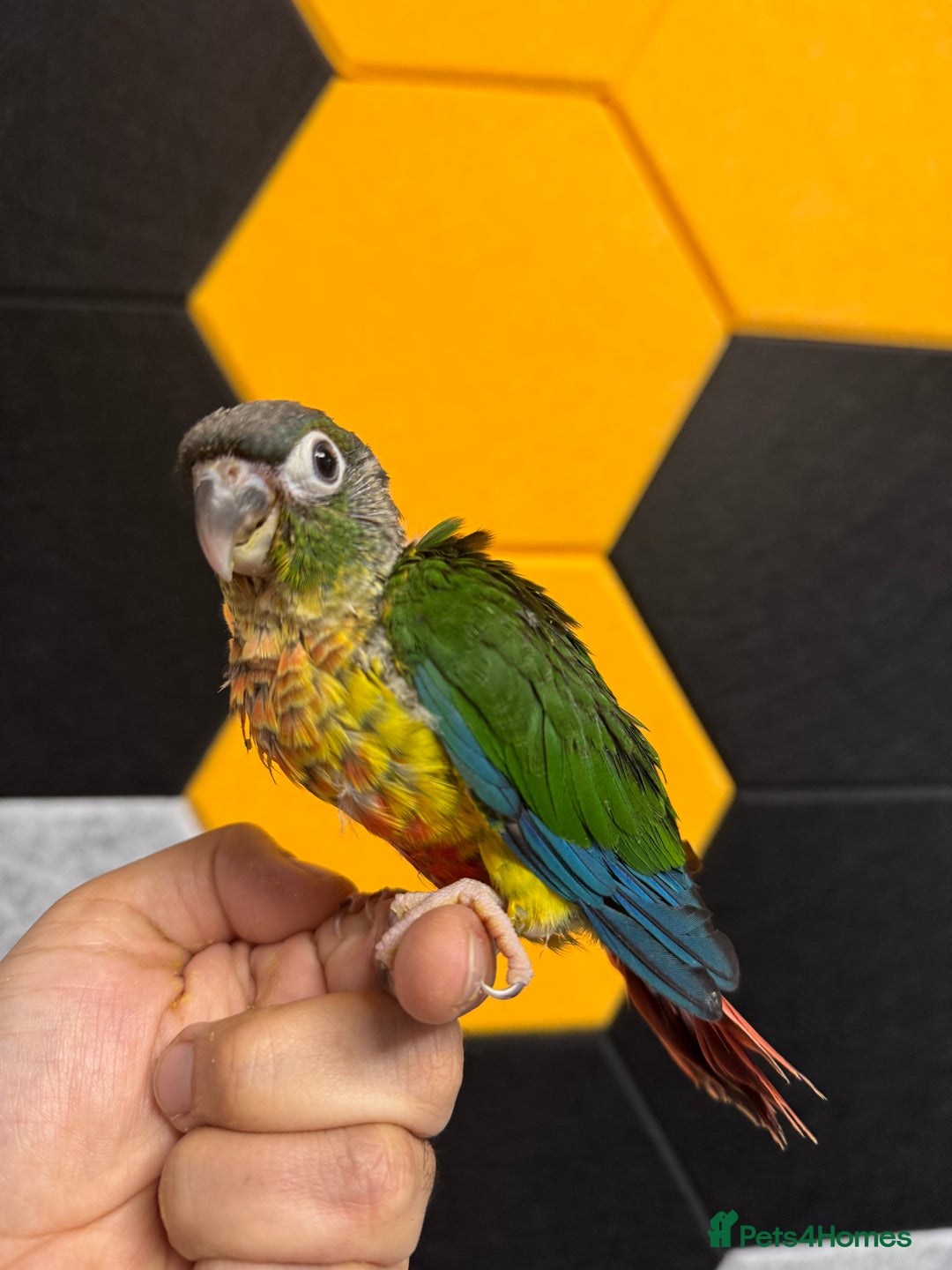 Conures birds for sale: Hand Reared Tame baby conures  - Image 16