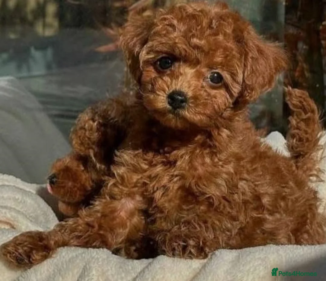 Maltipoo dogs for sale: 3 beautiful Maltipoo puppies, 1 boy and 2 girls - Advert 2