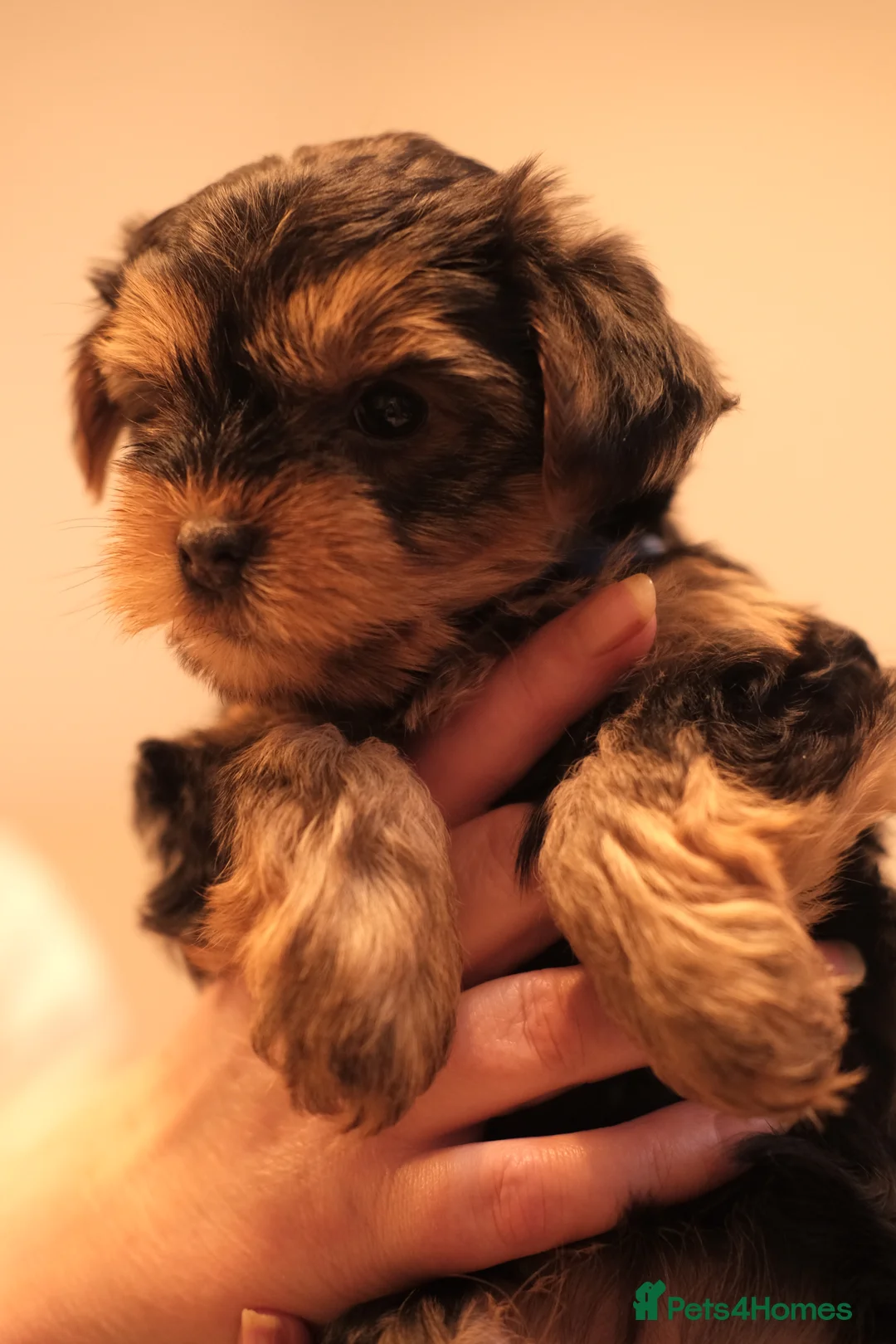 Yorkshire Terrier dogs for sale: 4 Yorkshire Terrier Puppies - Advert 15