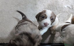 Cocker Spaniel dogs for sale: Beautiful Cocker Spaniel Puppies  - Image 6