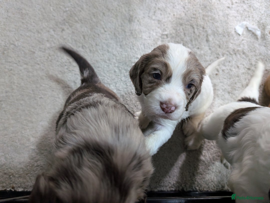 Cocker Spaniel dogs for sale: Beautiful Cocker Spaniel Puppies  - Image 6