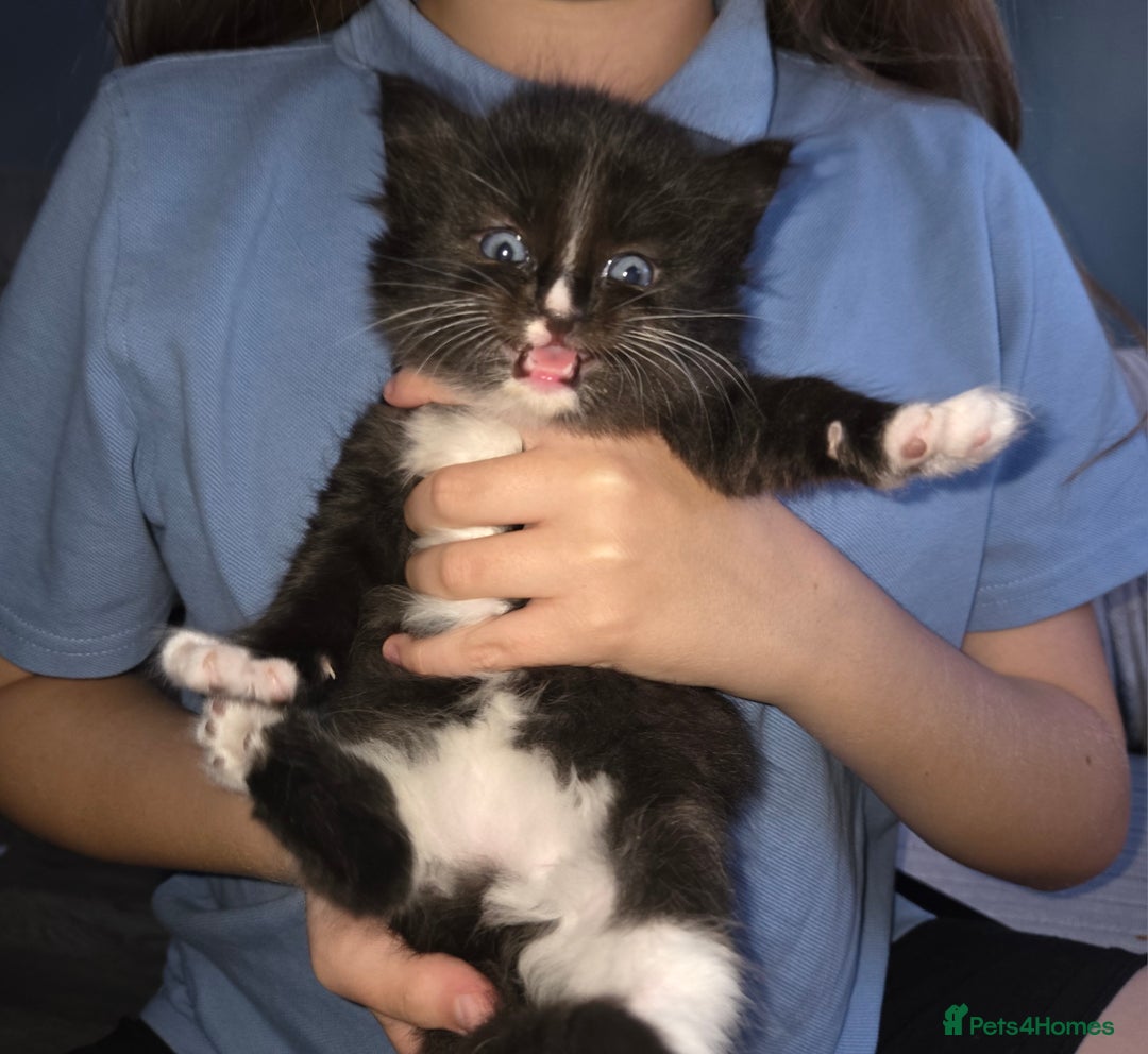 Ragdoll cats for sale: 3 beautiful girls ragdoll x domestic left! - Image 7