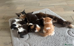 Mixed Breed cats for sale: 5 beautiful fluffy kittens  - Image 15