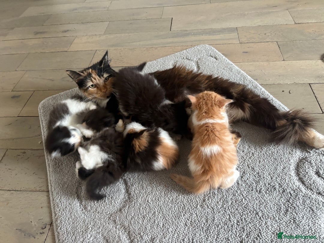 Mixed Breed cats for sale: 5 beautiful fluffy kittens  - Image 15