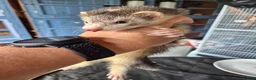 Ferret rodents for sale: Semi Angora Dark Silver Mitted - Advert 7