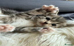 Bengal cats for sale: Bengal mix - Image 3
