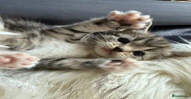 Bengal cats - Advert 9