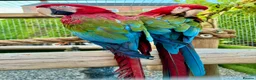Macaws birds for sale: Green-wing Macaws-Bonded Pair  in Seaham - Advert 2