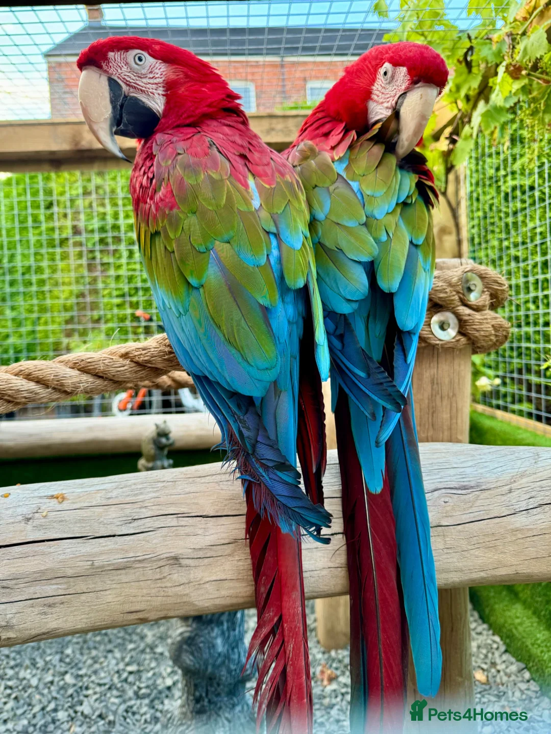 Macaws birds for sale: Green-wing Macaws-Bonded Pair  in Seaham - Advert 2