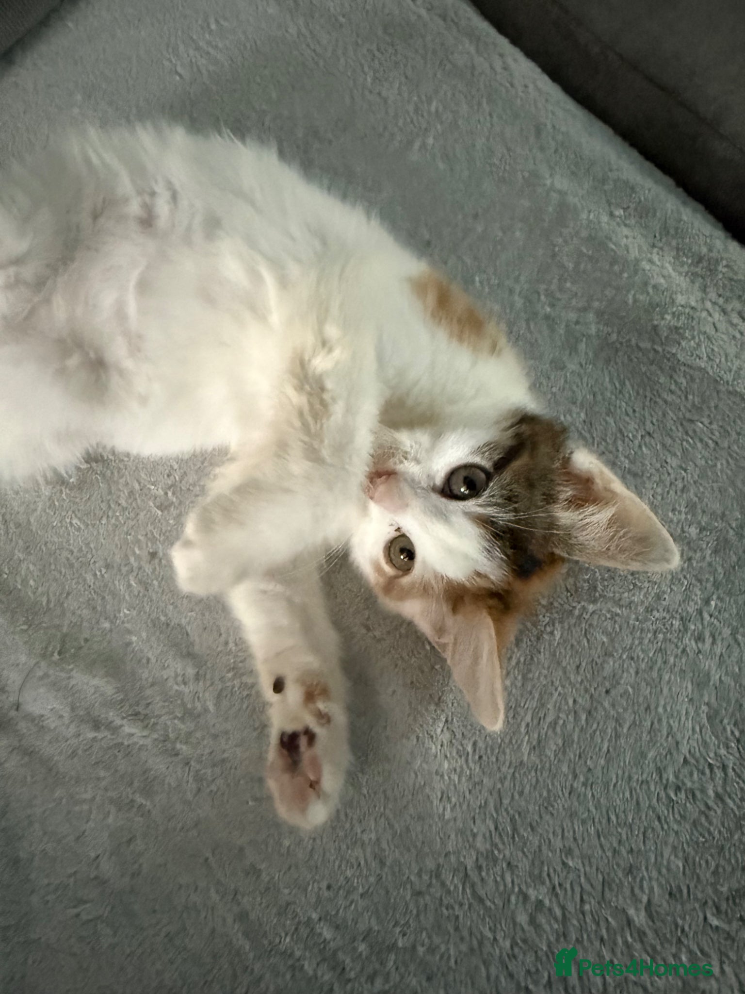 Mixed Breed cats for sale: Ragdoll x shorthair babies ready now! - Advert 9