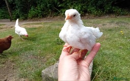 Chickens poultry for sale: Beautiful Tame Serama Trio - Handled Daily - Image 8