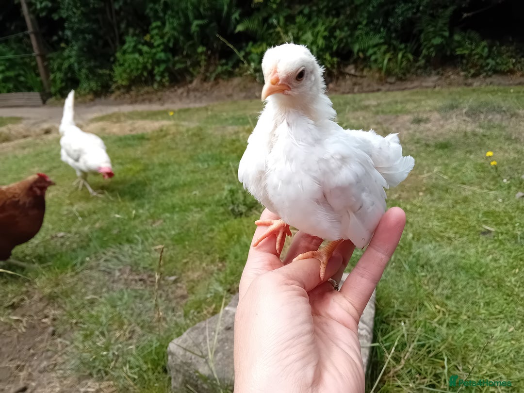 Chickens poultry for sale: Beautiful Tame Serama Trio - Handled Daily - Image 8