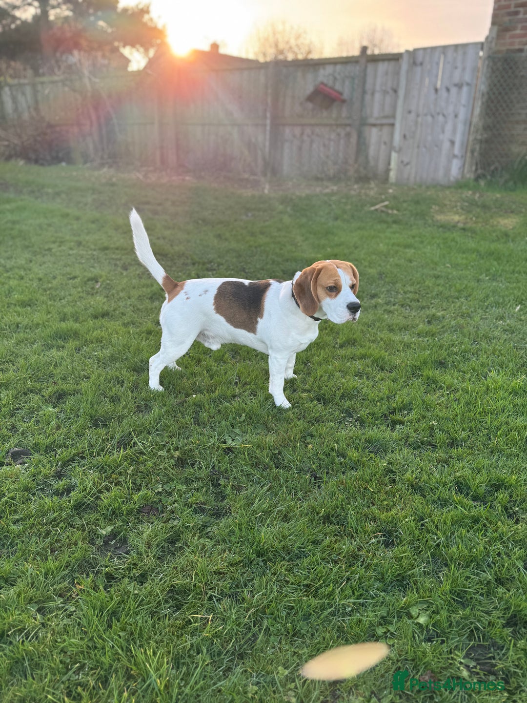 Beagle dogs for stud: Jeremy - Champion bloodlines in Hartlepool - Image 2