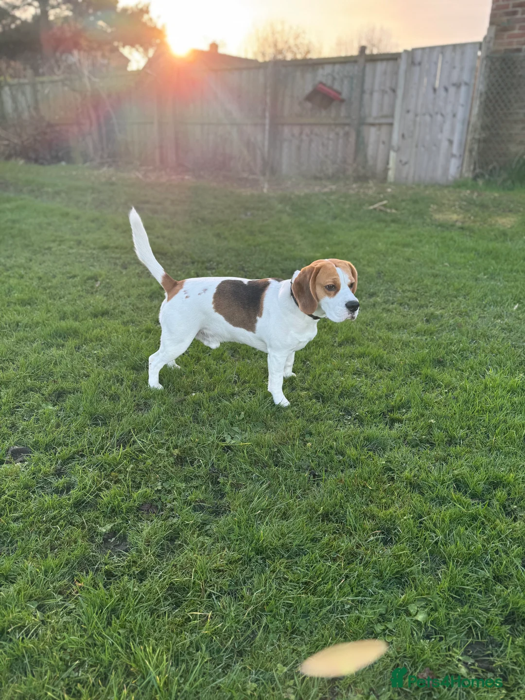 Beagle dogs for stud: Jeremy - Champion bloodlines in Hartlepool - Advert 2