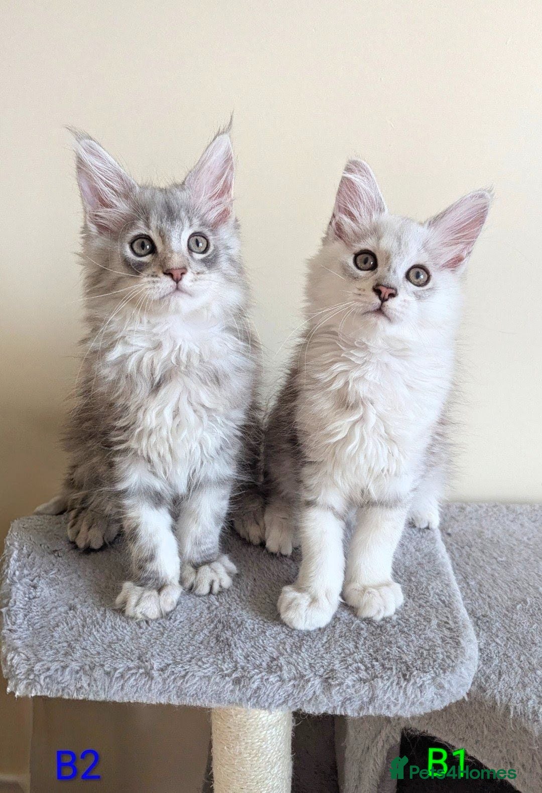 Maine Coon cats Male Maine Coon Kittens  - Advert 17