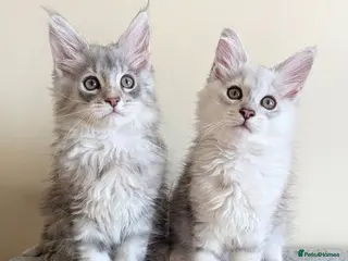 Maine Coon cats Male Maine Coon Kittens - Advert 12