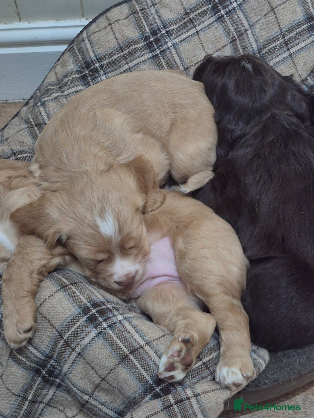 Cocker Spaniel dogs for sale: Kc registered working cocker puppies - Image 5