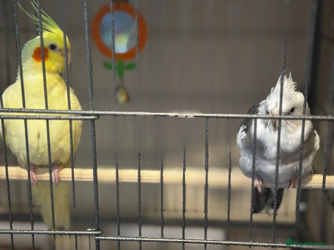Cockatiels birds for sale: two cockatiels male and female bonded - Advert 9