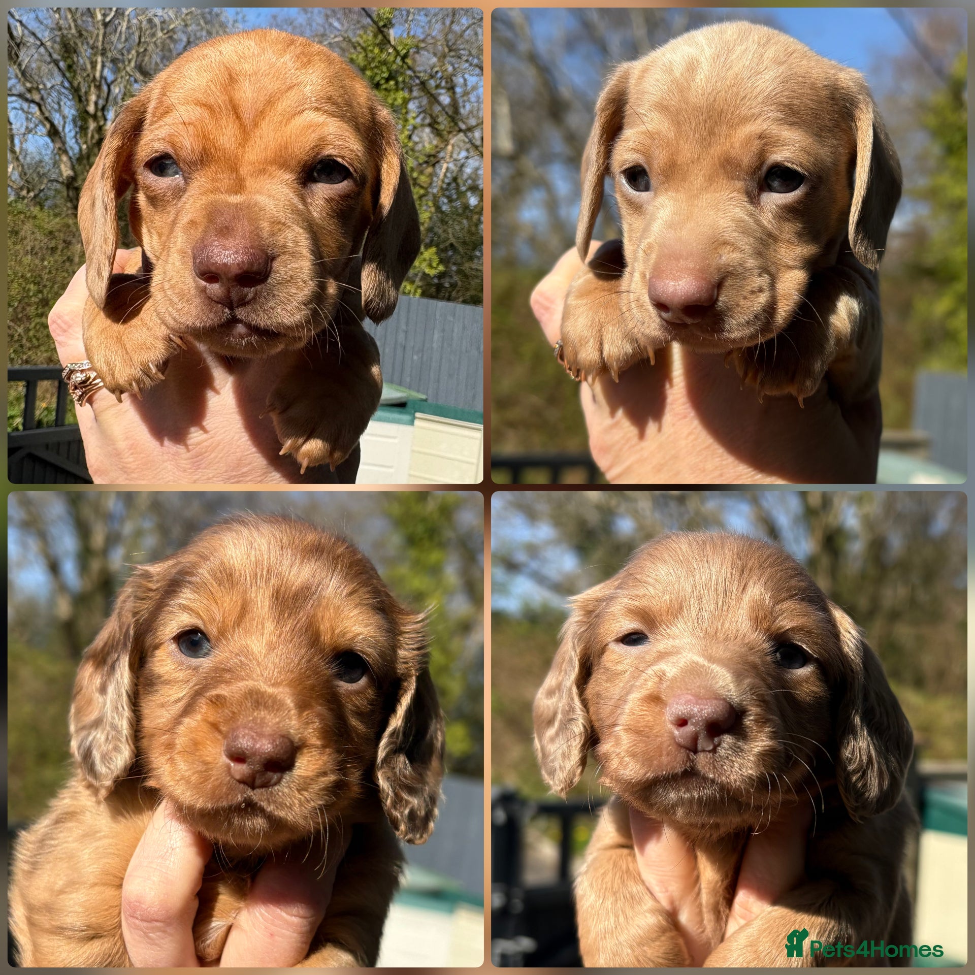 Miniature Dachshund dogs KC registered Miniature Dachshund One Left - Advert 19