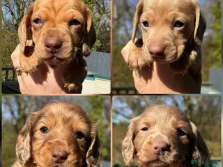 Miniature Dachshund dogs KC registered Miniature Dachshund One Left - Advert 19