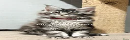 Maine Coon cats for sale: TICA registration Maine coon kittens Ready Now - Advert 3
