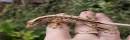 Gecko reptiles for sale: Various crested geckos - Advert 19
