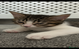 Mixed Breed cats for sale: REDUCED & READY NOW BSH x Tabby kittens  - Image 28