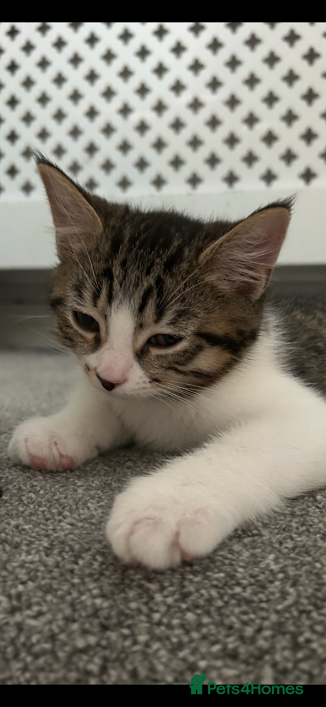 Mixed Breed cats for sale: REDUCED & READY NOW BSH x Tabby kittens  - Image 28