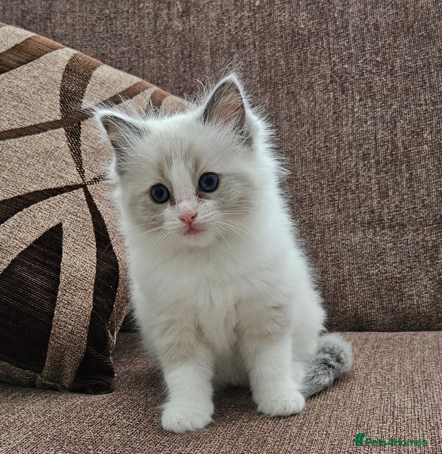 Ragdoll cats for sale: Stunning Ragdoll kittens.  - Advert 13