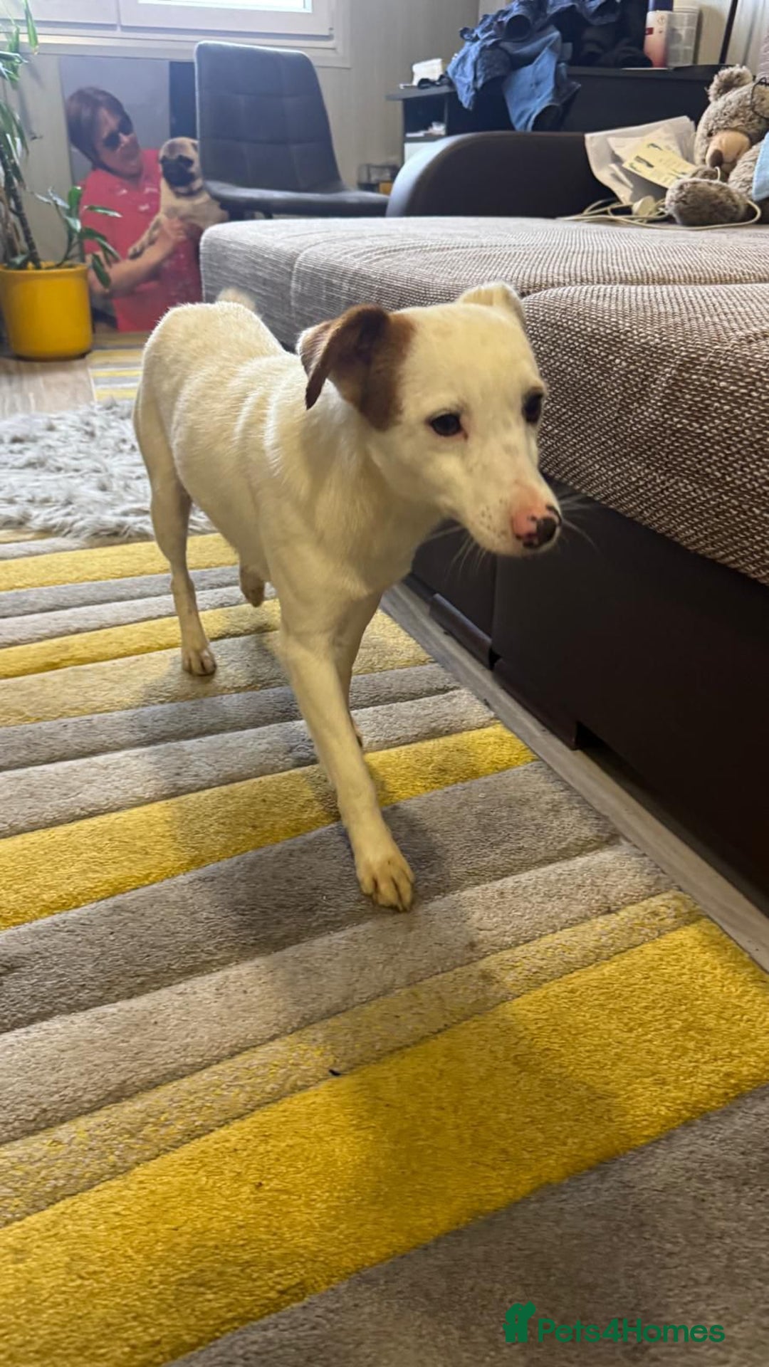 Mixed Breed dogs for adoption: Darling Dannie looking for his family - Advert 6