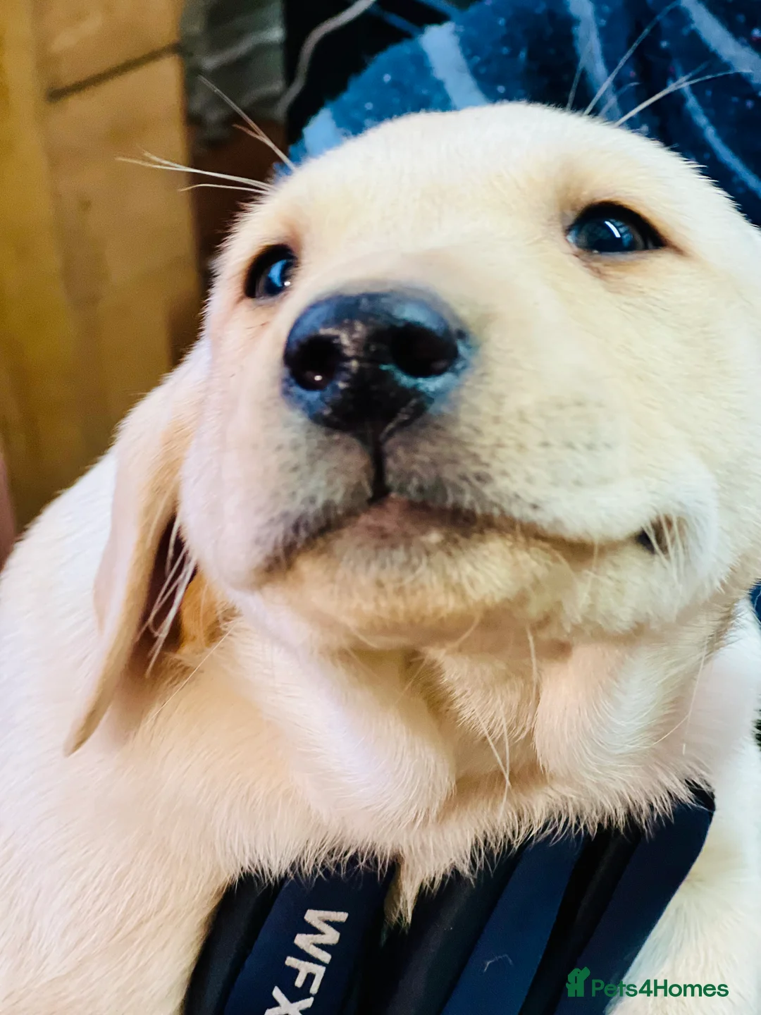 Labrador Retriever dogs for sale: KC Labrador Pups Chunky Traditional  Working - Advert 37