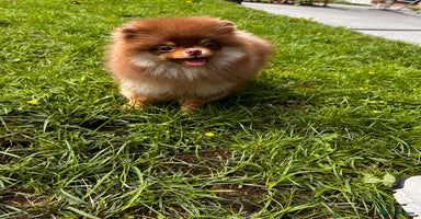 Pomeranian dogs - Advert 3