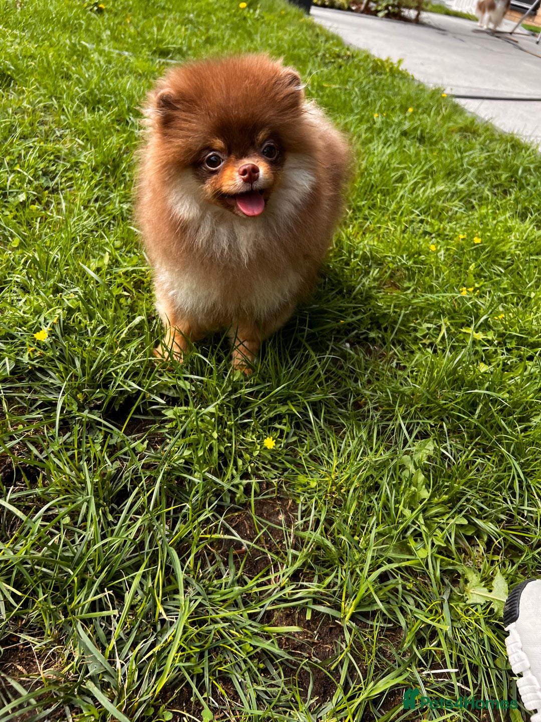 Pomeranian dogs for sale: Choc and Tan Pomeranian Boy - Image 3