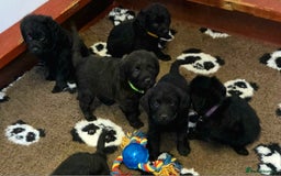 Labradoodle dogs for sale: Gorgeous Labradoodles - Image 6