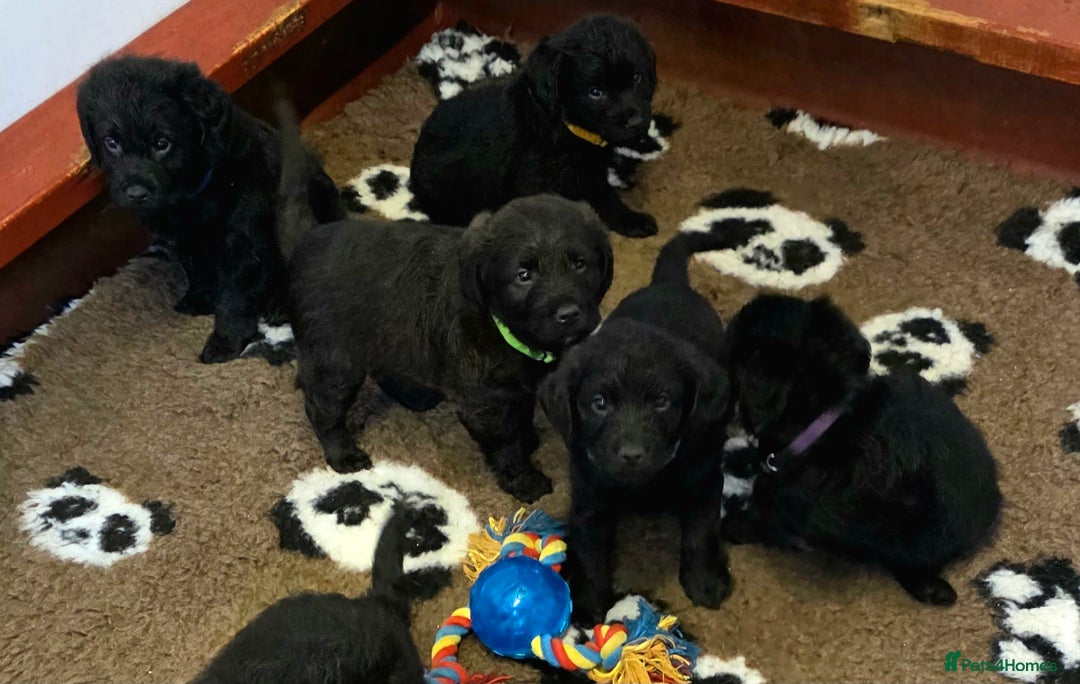 Labradoodle dogs for sale: Gorgeous Labradoodles - Image 6