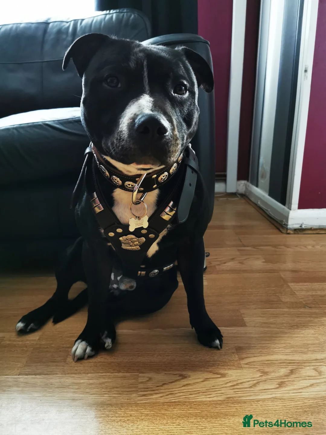 Staffordshire Bull Terrier dogs for sale: Orion Looking For His Forever Home - Advert 1