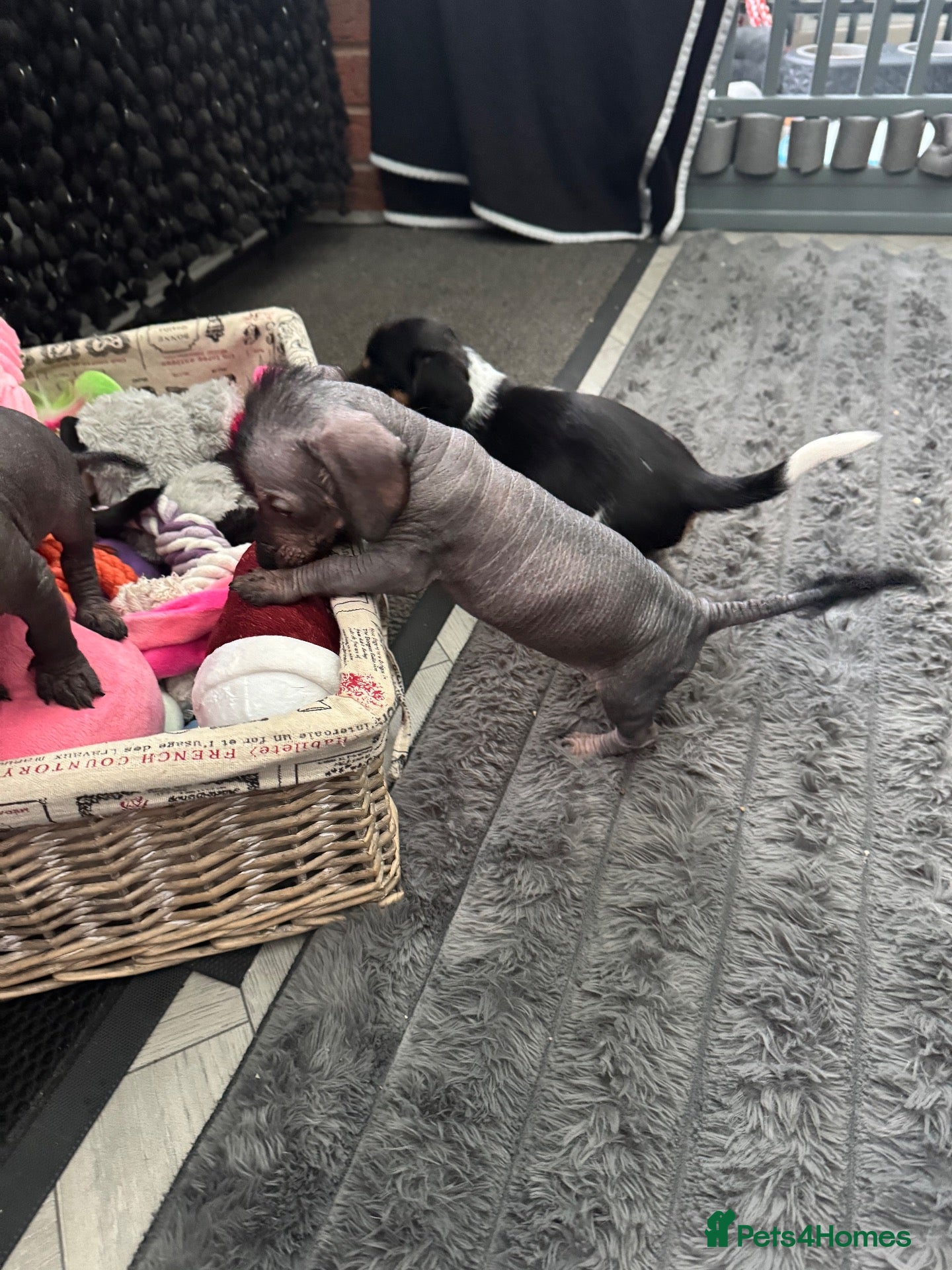Dachshund dogs Dachshund cross Chinese crested  - Advert 21