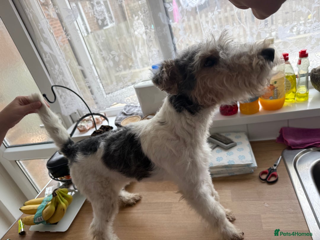 Fox Terrier dogs for sale: Adorable female Fox Terrier – 07514773500 - Image 2