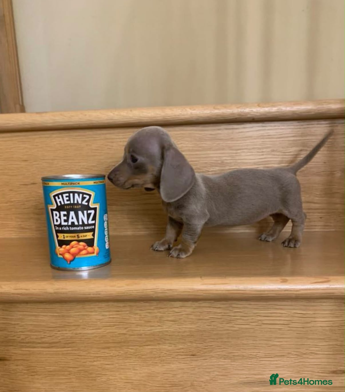Dachshund dogs Miniature dachshund - Advert 3