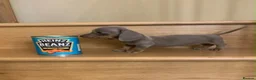 Dachshund dogs for sale: Miniature dachshund - Advert 3