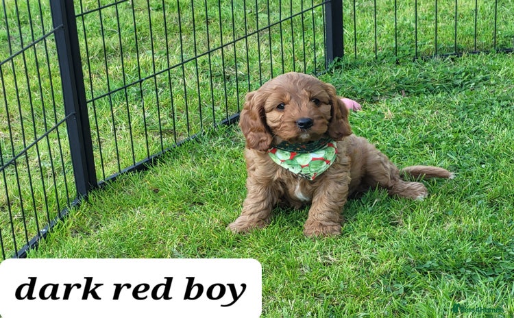 Cavapoo dogs - Advert 14