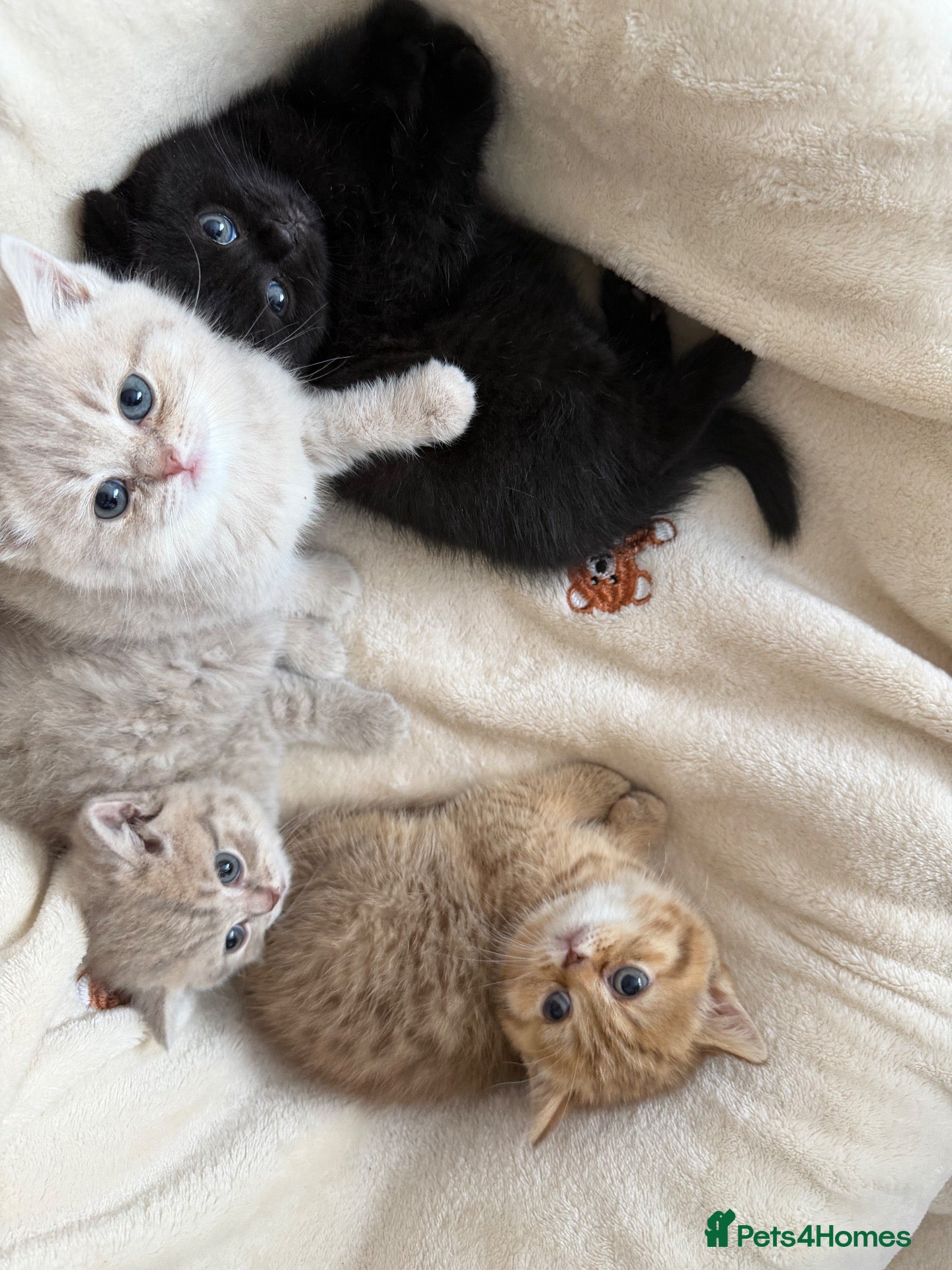 Scottish Fold cats Exceptional litter of Scottish fold/ straight😍😍 - Advert 1