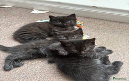 Ragdoll cats for sale: Half ragdoll kittens - Image 2