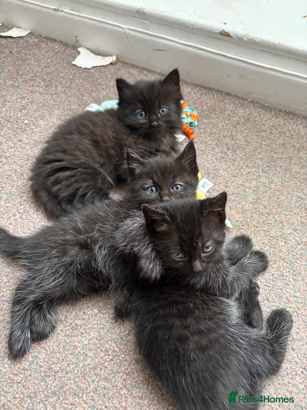 Ragdoll cats for sale: Half ragdoll kittens - Image 2