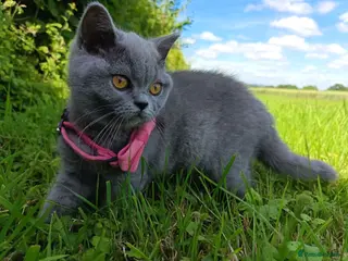 British Shorthair cats Ready to go. Gccf registered blue BSH kittens - Advert 16