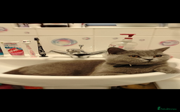 British Shorthair cats for sale: Female British short hair for sale - Image 2